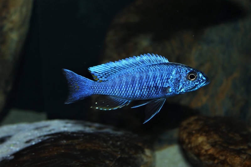 Sciaenochromis fryeri 'Chizumulu Island'